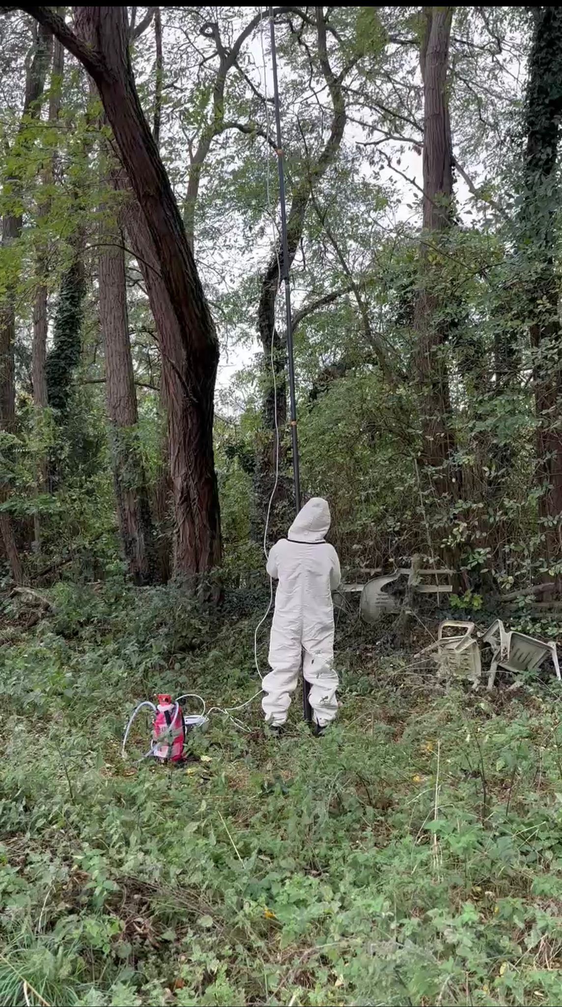 Technicien Nuisi-Protection en combinaison, détruisant un nid de frelons en hauteur à l'aide d'une perche télescopique en milieu forestier.