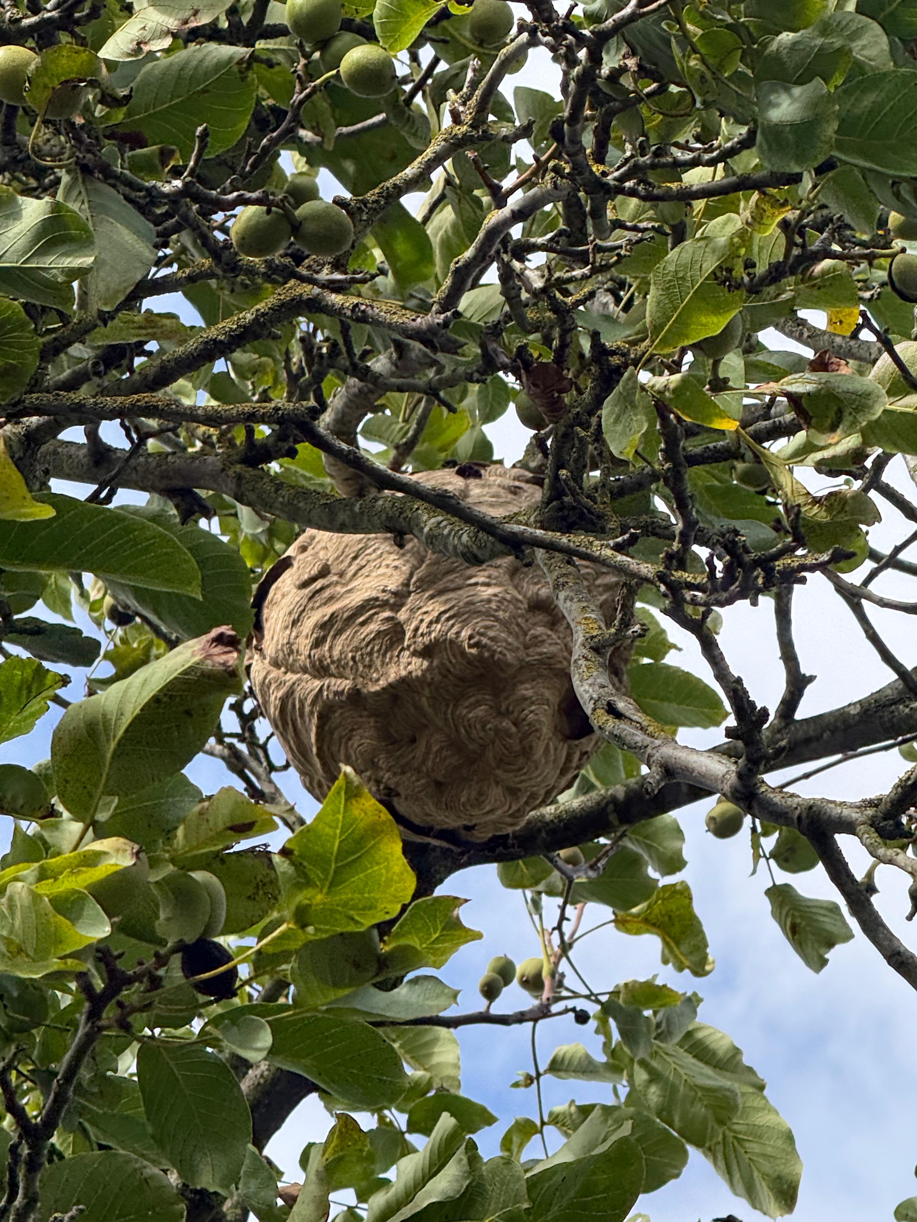 Gros plan d'un nid de guêpes ou de frelons volumineux accroché à une branche d'arbre fruitier (noyer), avant l'intervention de destruction.