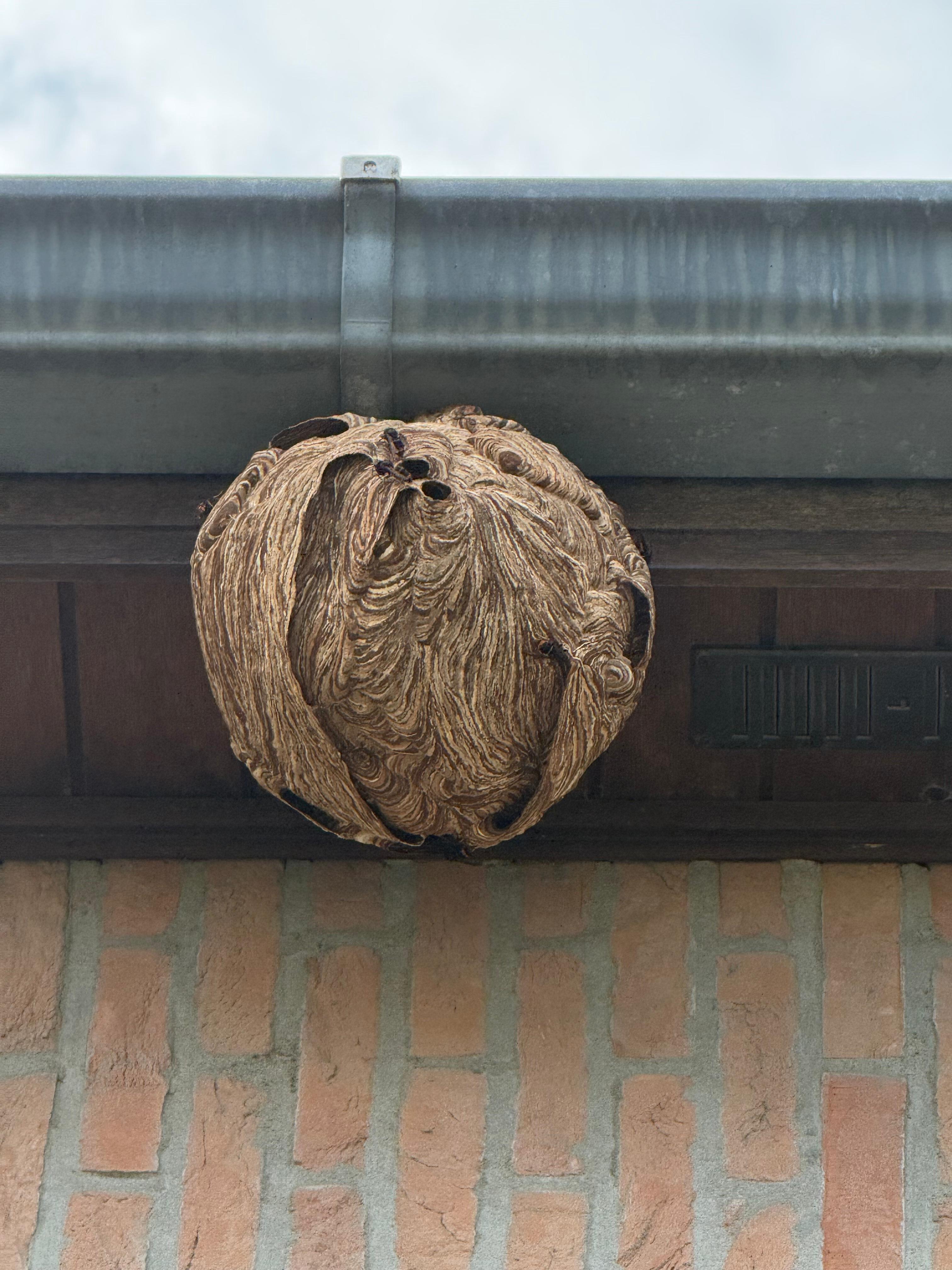 Gros nid de frelons asiatiques volumineux, de couleur brun foncé, suspendu sous la gouttière et la corniche d'une maison en briques.