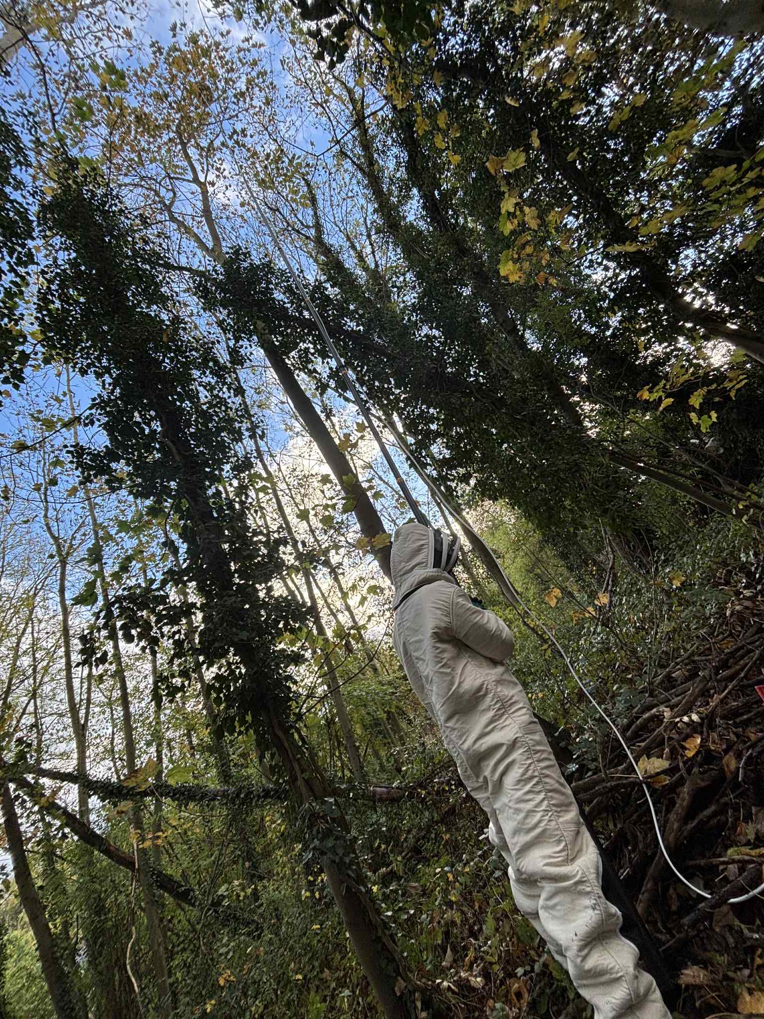 Technicien Nuisi-Protection en combinaison de protection montant une perche télescopique pour atteindre un nid de frelons dans les hauteurs d'une forêt.